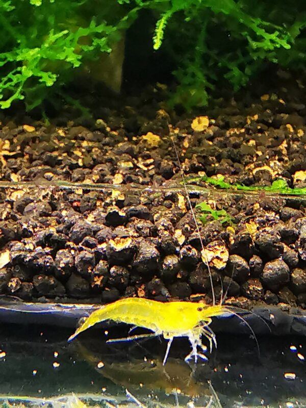 YELLOW KING KONG - 1.0 CM